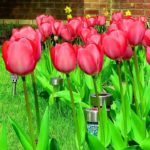 History of tulip