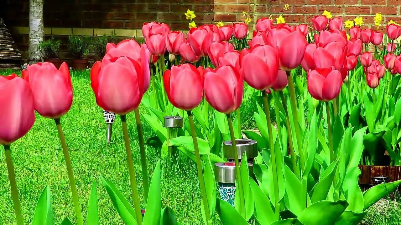 History, Meaning and Significance of Tulip Flowers