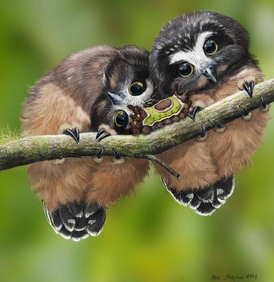 Adorable Baby Owls