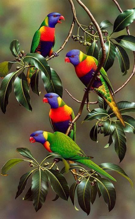 Exotic birds and their beautiful color