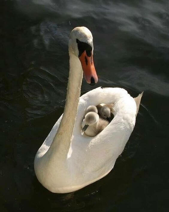 Moms Carrying Their Kids