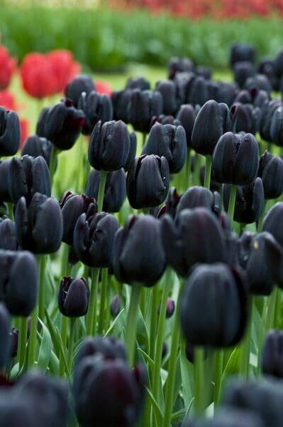 black beauty of these flowers