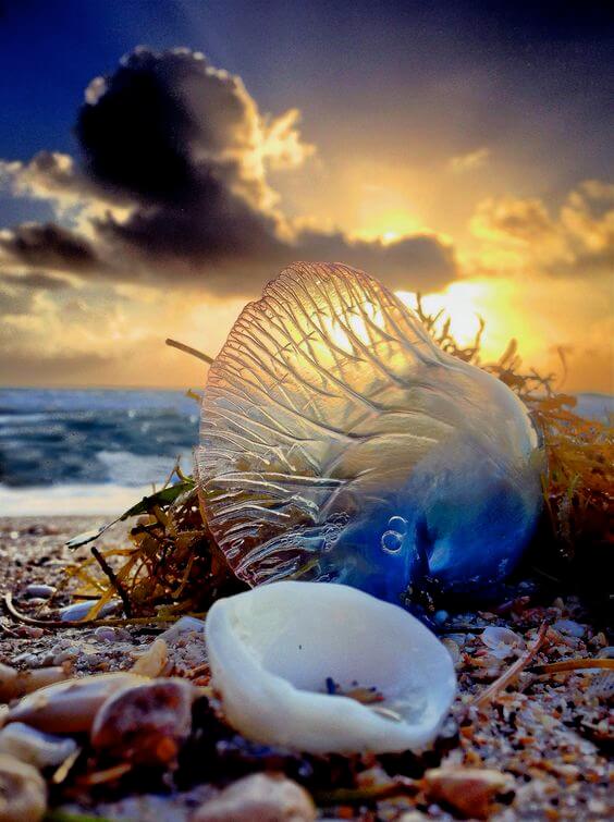 these sea shell are no way lesser than any pictures