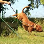 Dog’s Training Classes