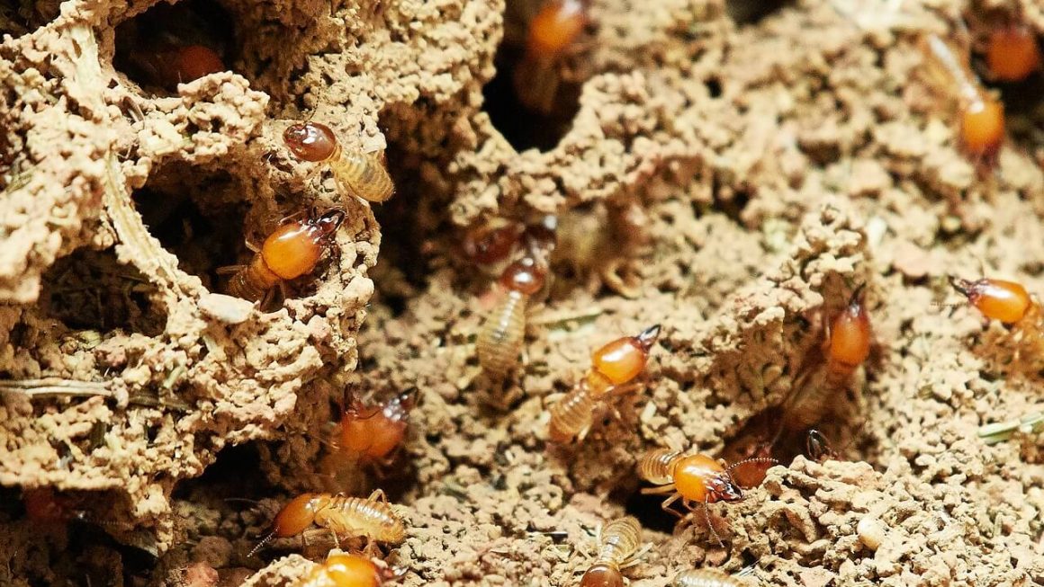 termite treatment for home