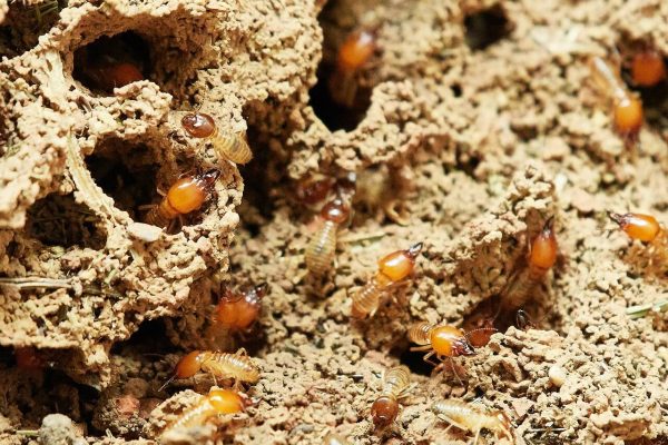 Termite Control for Homes