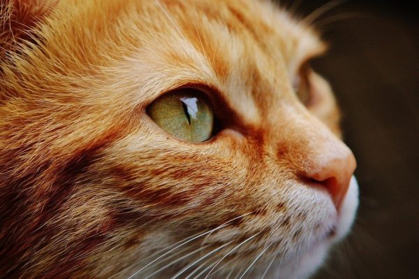 The Common Causes of Cat Seizures, Explained