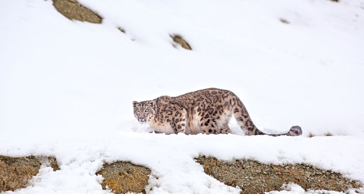 snow-leopard-hemis-national-park